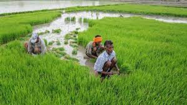 उड़द, तुअर समेत खरीफ फसलों की MSP बढ़ाने को कैबिनेट की मंजूरी