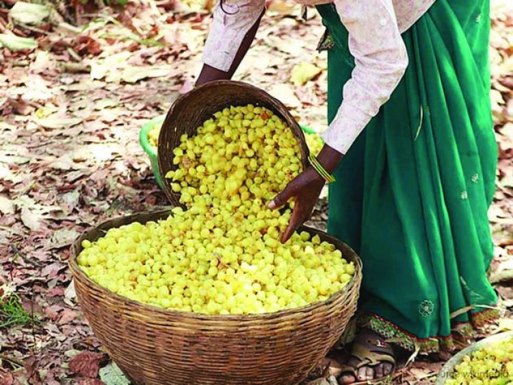देश-विदेश तक पहुंचने लगी छत्तीसगढ़ के महुआ की महक