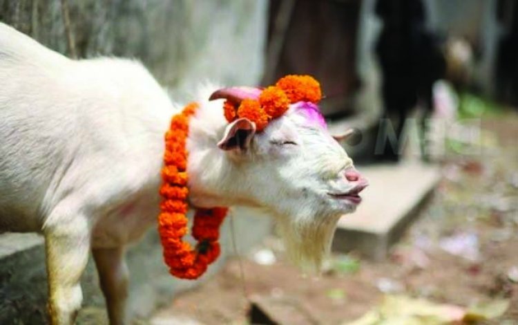 बलि का बकरा बना मौत की वजह, गले में आंख फसने से अधेड़ का निकला दम