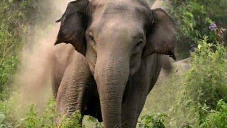 दल से बिछड़े हाथी ने गांव में मचाया उत्पात