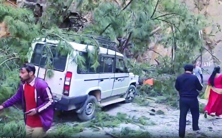 गाड़ियों पर पेड़ गरने से 6 लोगों की मौत, कई घायल