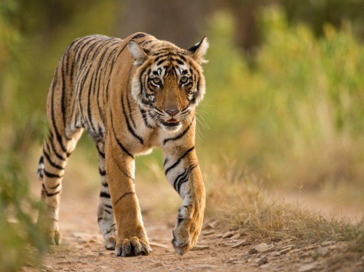 रायगढ़ के जंगल में बाघ की दस्तक, वन विभाग अलर्ट...