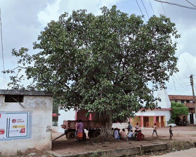 स्वतंत्रता दिवस पर विशेष - छत्तीसगढ़ राज्य अंतर्गत ग्राम मोछ, जहॉ देश की आजादी की खुशी में लगाए गए “वट वृक्ष”