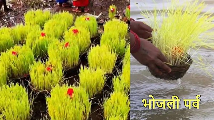 छत्तीसगढ़ राज्य की अनोखी परंपरा है-भोजली, अच्छी फसल से लेकर दोस्ती तक का प्रतीक: भोजली तिहार