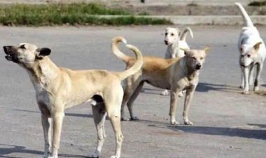 अब शिक्षक करेंगे आवारा कुत्तों की निगरानी! DPI के आदेश के बाद मचा बवाल...