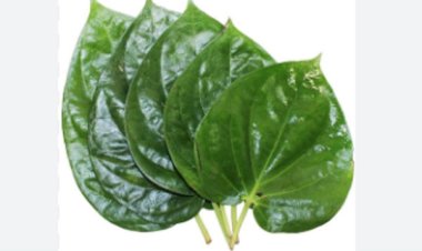 पान के पत्ते में मिला अल्ज़ाइमर के उपचार का सुराग