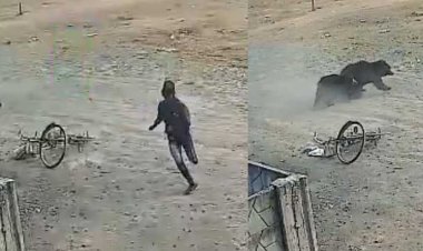 मनेंद्रगढ़ में भालुओं ने हॉकर पर किया हमला, इलाके में दहशत