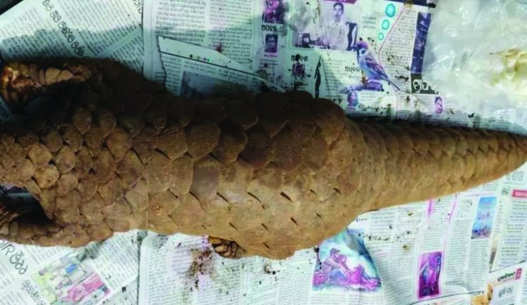 छत्तीसगढ़ राज्य  जिंदा पैंगोलिन के साथ दो तस्कर गिरफ्तार