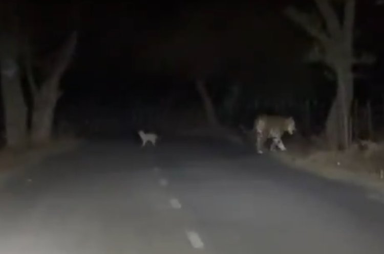 अमरकंटक-जलेश्वर वन क्षेत्र में बाघिन शावक संग कैमरे में कैद, पर्यटक हुए रोमांचित