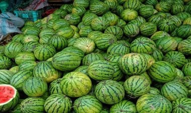 निर्यात ठप होने से तरबूज किसानों को भारी झटका, 300 करोड़ से अधिक नुकसान का अनुमान