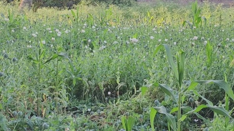 दुर्ग में अफीम की खेती: बीजेपी नेता समेत दो गिरफ्तार, NCB की भी एंट्री