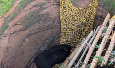 15 घंटे की मशक्कत के बाद निकला कुएँ में गिरा भालू