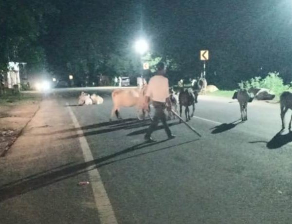 सड़कों पर आवारा मवेशियों का कब्जा, जगदलपुर में बढ़ा हादसों का खतरा