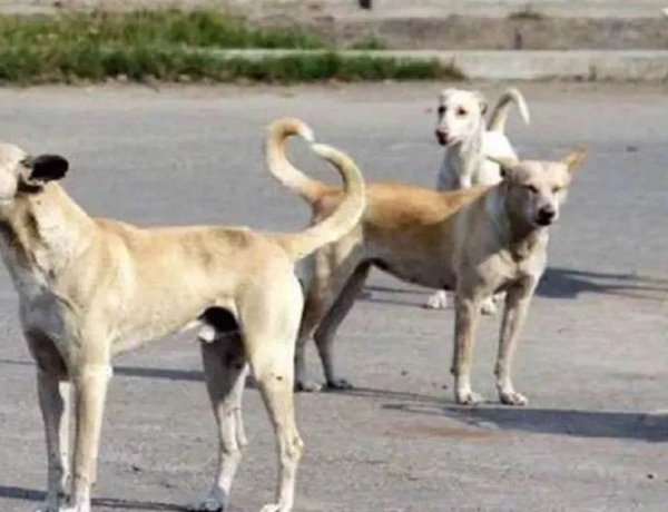 कोरबा में आवारा कुत्तों का आतंक, हमले में मासूम की मौत; निगम ने पकड़े 15 कुत्ते