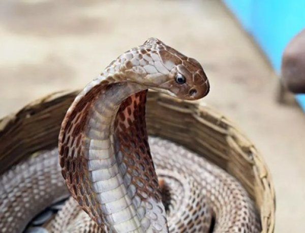 फर्जी सर्पदंश पोस्टमार्टम मामला: महिला डॉक्टर गिरफ्तार, कोर्ट ने भेजा जेल