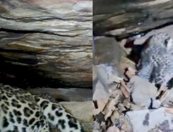 बस्तर में 48 घंटे का मिशन रीयूनाइट सफल, तेंदुआ शावकों को मिला मां का साथ