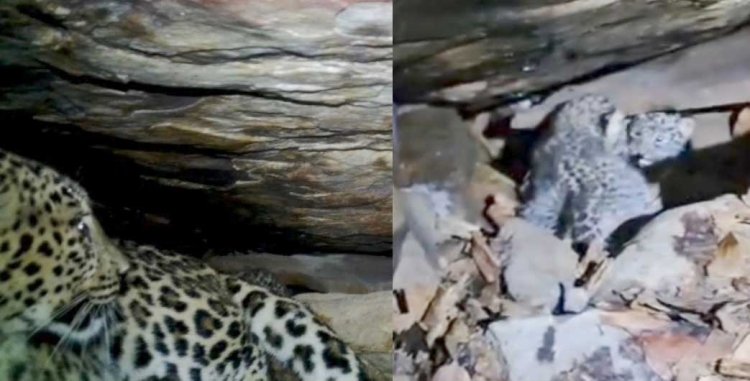बस्तर में 48 घंटे का मिशन रीयूनाइट सफल, तेंदुआ शावकों को मिला मां का साथ